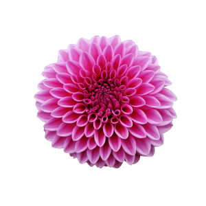 Plantas Ornamentais
